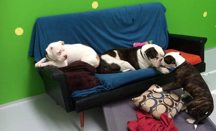 Grange Spa Canine Resort