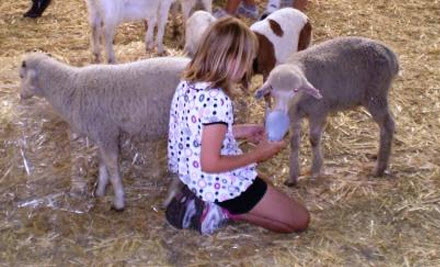 Golden Ridge Animal Farm