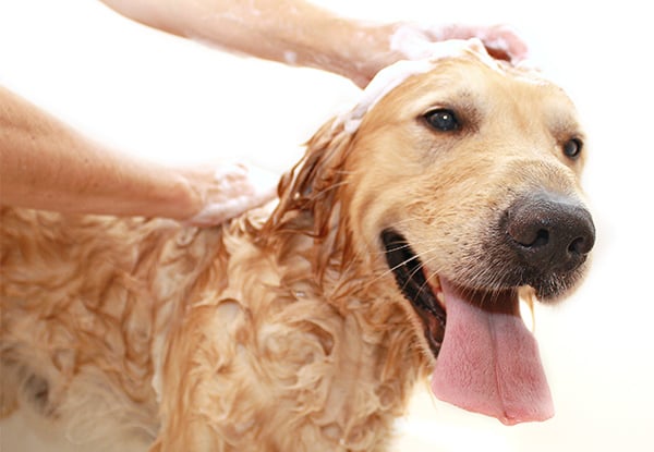 Any Pets NZ