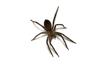 Elite Pest Control