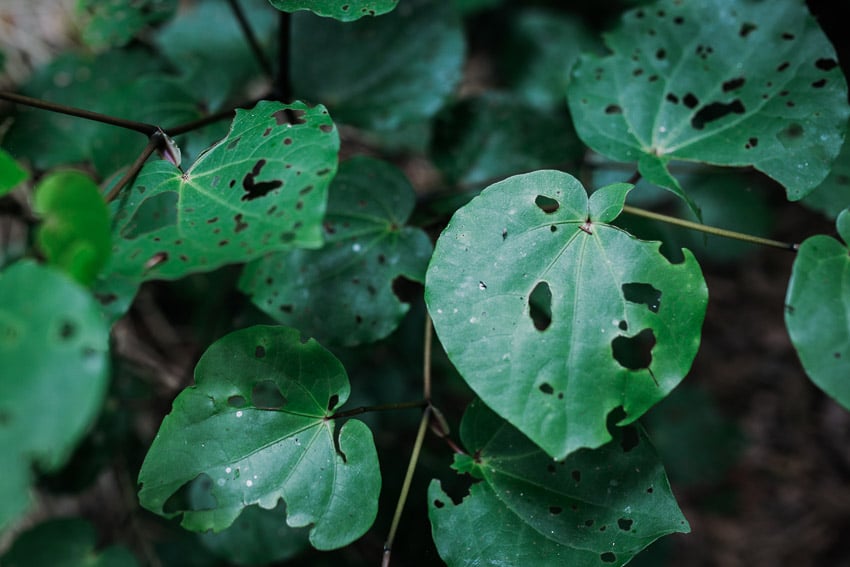 Kawakawa Rotorua