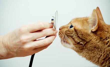 Vet Services Hawke's Bay