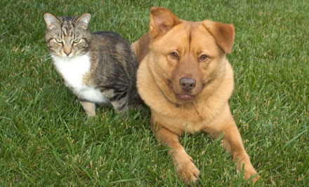 Veterinary Hospital Group