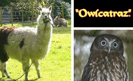 Owlcatraz Native Bird & Wildlife Park