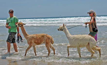 Alpaca Farmstay