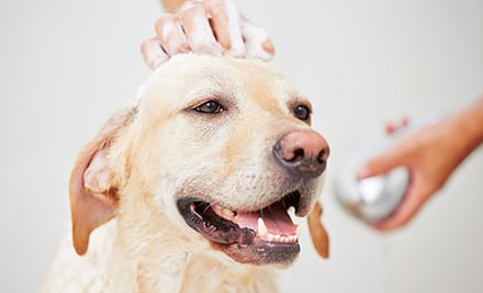 Classy K9 Mobile Dog Groomer