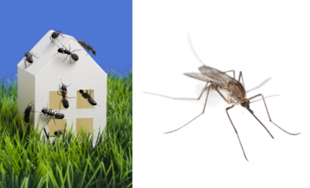 Raydar Pest Control