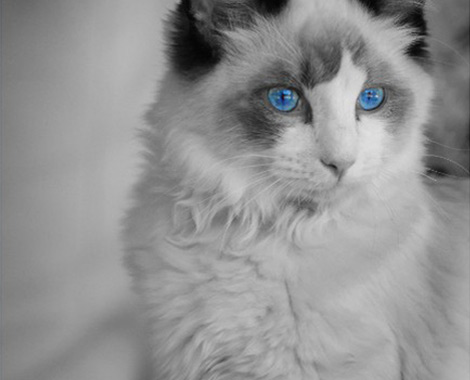 PetSmile