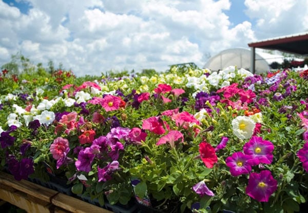 $50 for a $100 Plant Voucher