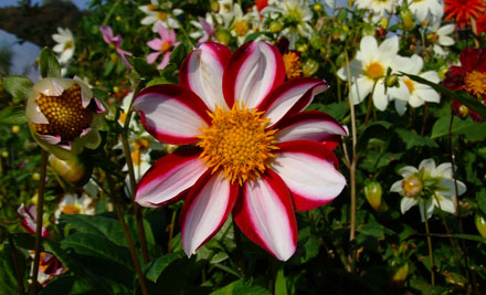 Almows Gardening Services