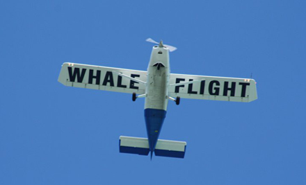 Wings over Whales
