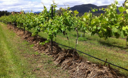 Robert Stein Winery & Vineyard