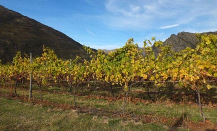 Cycle de Vines