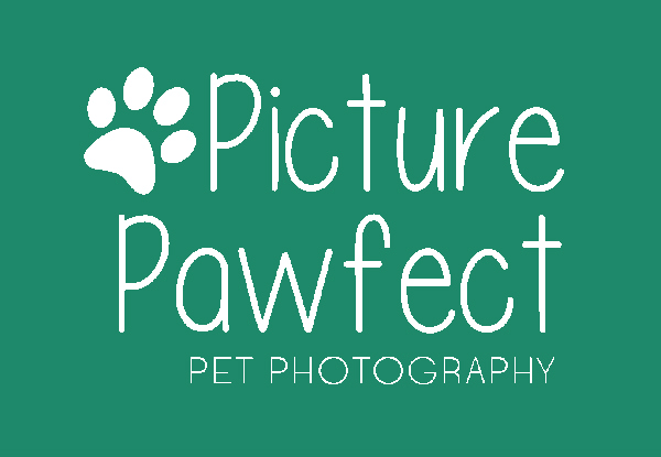 Picture Pawfect Pet Photography