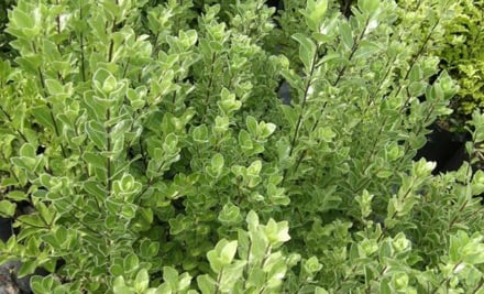 Plantsdirect.co.nz