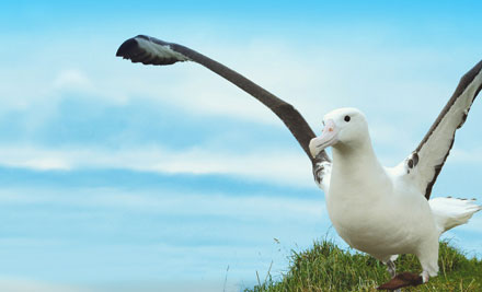 Classic Albatross Tour