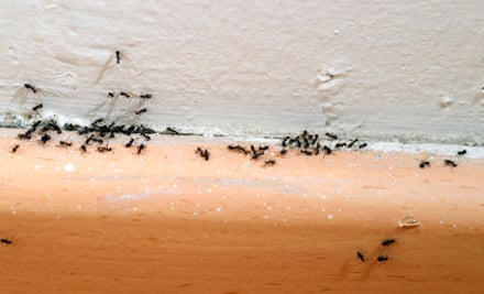 Pestblasters R US