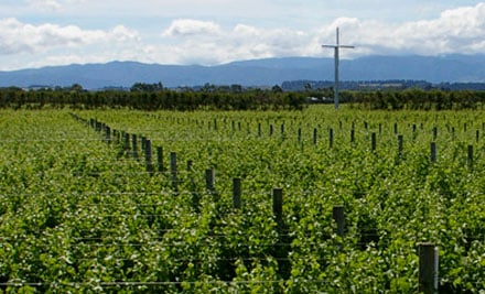 Alana Estate Martinborough
