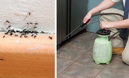Billy Lanes Pest Control Services