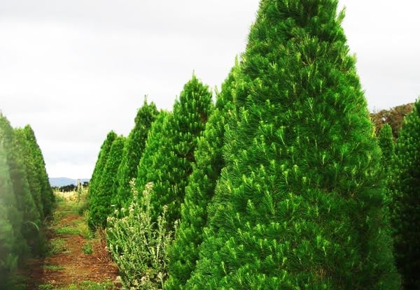 Pre-Order a Fresh Xmas Tree Incl. Removal After Xmas - Choose from Three Sizes, Three Pick-Up Locations or Delivery, Option to Add in Stand - Auckland Location Only