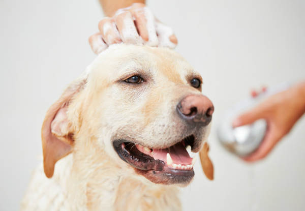Petsmile