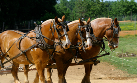 Pokolbin Horse Coaches