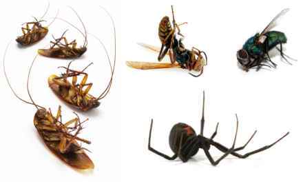 Extreme Pest Busters