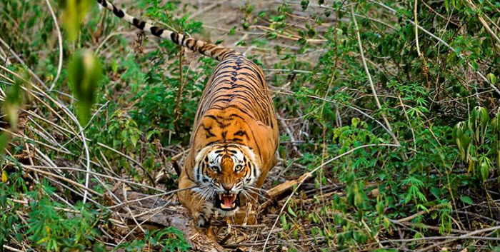Mantra Wild Adventures - India