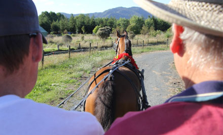 Matakana Carriage Rides