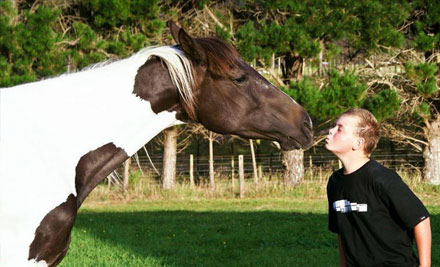 Horse Sense Trust