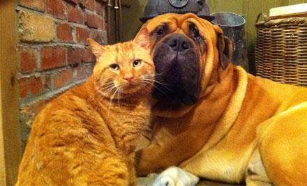 WeDeliverPetfood.co.nz