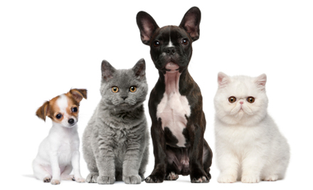 Pet & Animal Expo