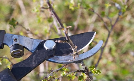 Tree Solutions Northland