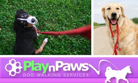 Play n Paws