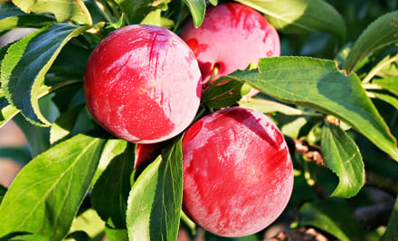 Edible Gardens NZ