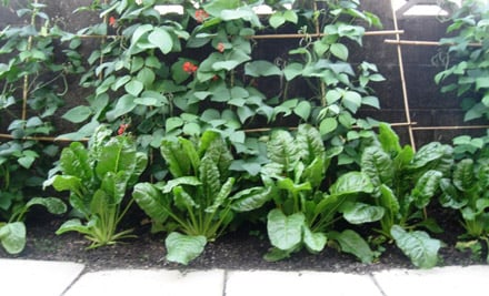 Innovative Garden Solutions