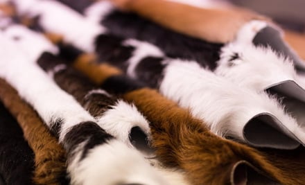 $99 for a Genuine Calf Hide Rug or $499 for a Large Genuine Cowhide Rug - Pick-Up in Christchurch