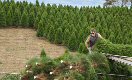 Mike's Xmas Trees