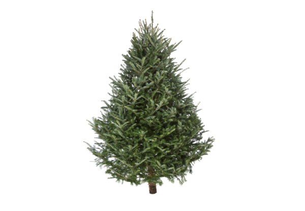 Fresh Christmas Tree with Delivery Before Christmas - Choose from Three Sizes & Three Areas of Delivery  (Auckland Only) - Option to Include Stand