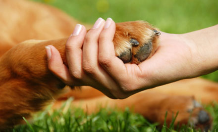 Complete Canine Care Ltd