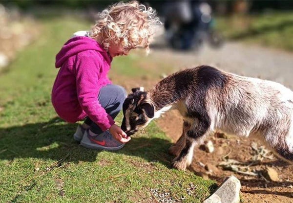 One-Year Unlimited Adult Pass - Option for a Child Pass to Staglands Wildlife Reserve