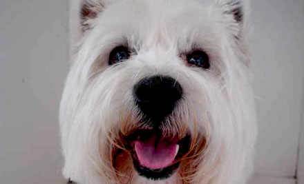 Savoir Dog Grooming