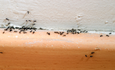 Strategic Termite Solutions