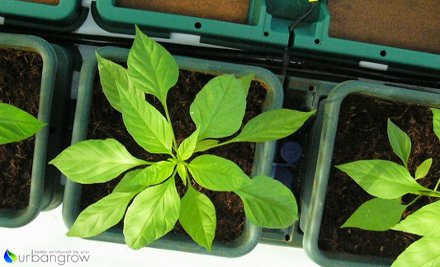 Urbangrow