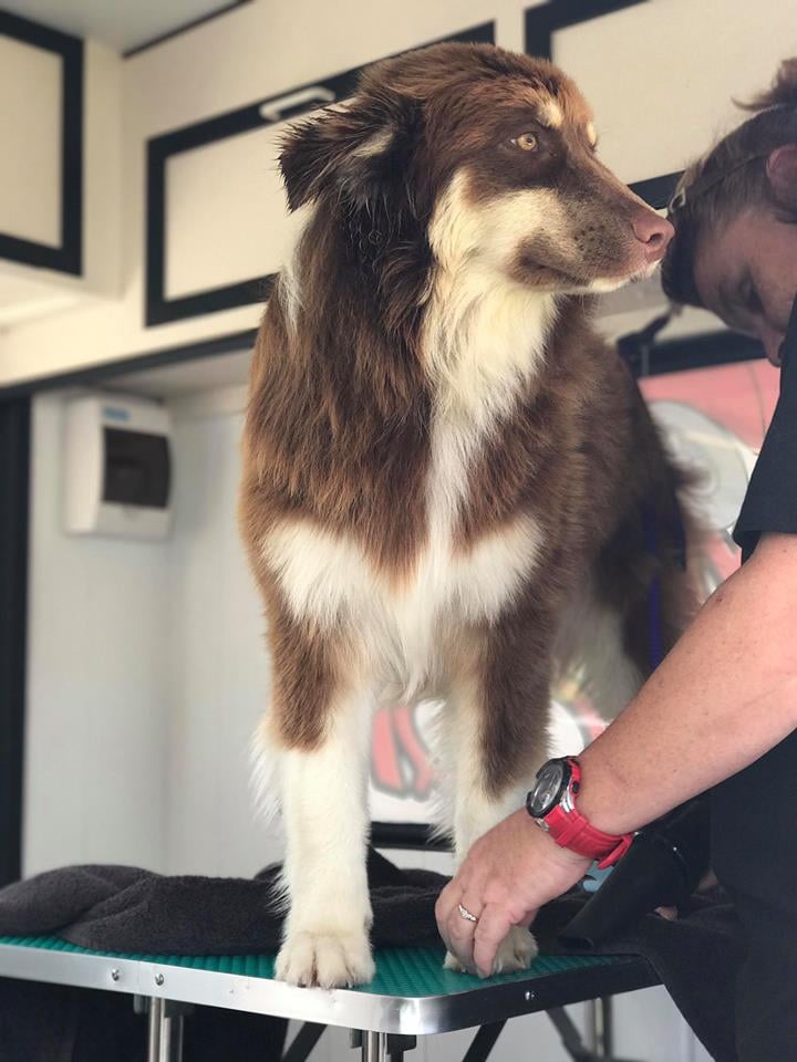 Zooming Groom Mobile Pet Grooming
