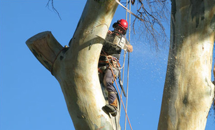 Nelson Tree Service