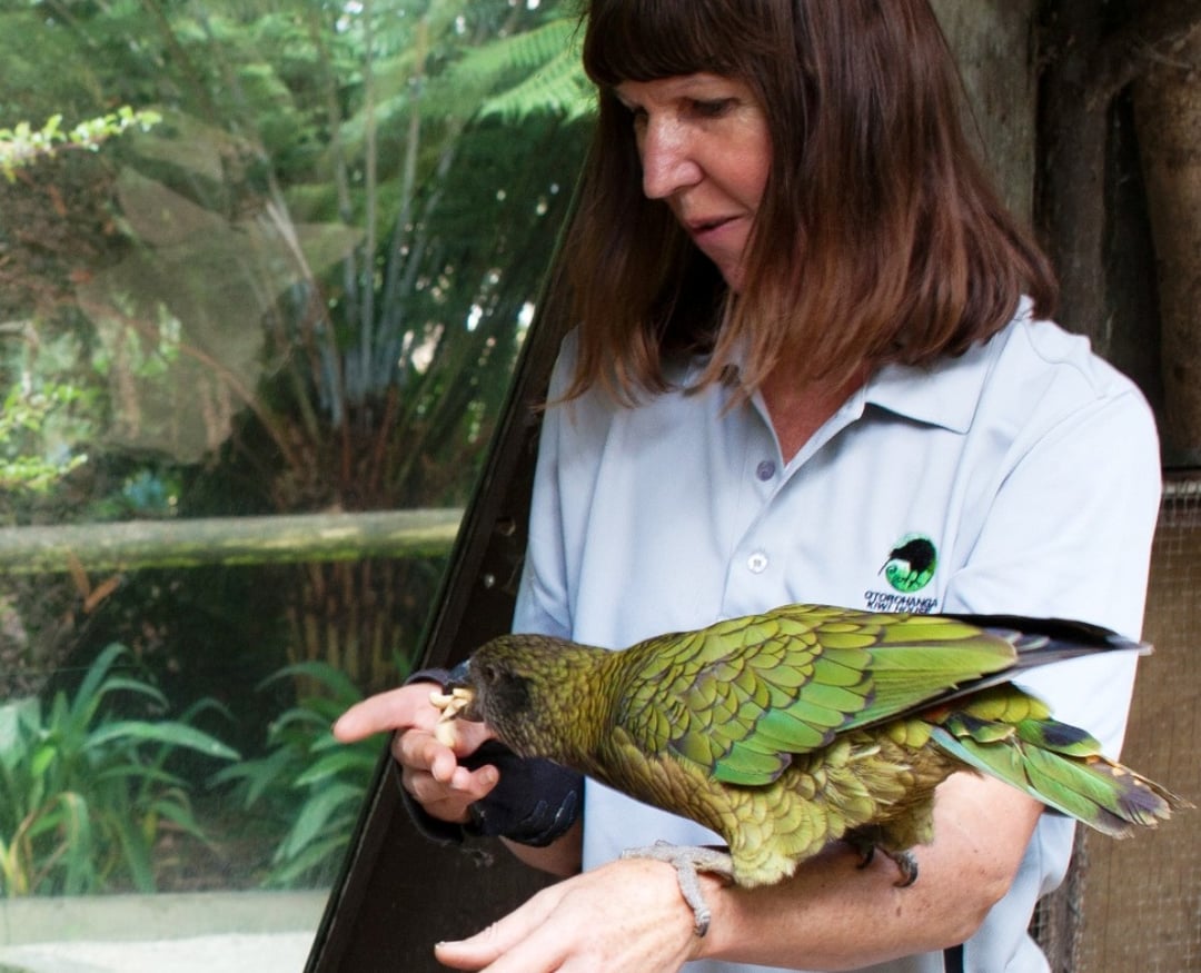 Otorohanga Kiwi House and Native Bird Park