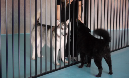 Pooches Playhouse