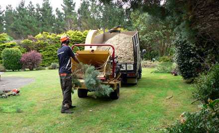 Tricky Tree Specialists Ltd