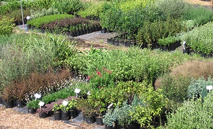 Goughs Nurseries